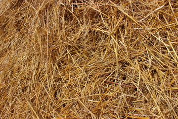 Background, texture - Golden dry hay, straw