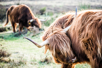 Furry Highland Cattle!