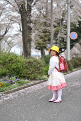 First day of a beautiful little girl in Japanese Elementary School. Walking on the flowery street of sakura leaves, portrait. (April 6, 2010 - Fuji city, Japan).