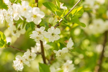 Blooming branches of cherry tree or gean tree