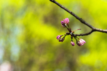 Beautiful impressive pink and white Japanese sakura cherry blossom flower. Joy and beauty of spring