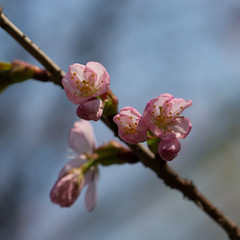 Beautiful impressive pink and white Japanese sakura cherry blossom flower. Joy and beauty of spring