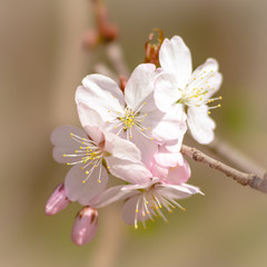 Beautiful impressive pink and white Japanese sakura cherry blossom flower. Joy and beauty of spring