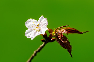 Beautiful impressive pink and white Japanese sakura cherry blossom flower. Joy and beauty of spring