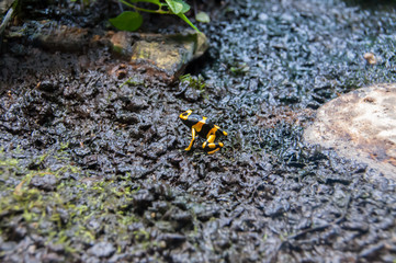 Sapo venenoso de riscas amarelas