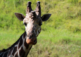 Giraffe closeup portrait isolated on grassy background