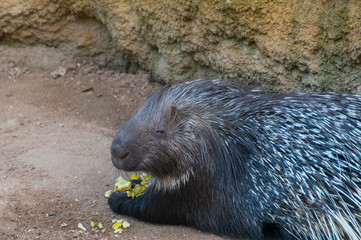 Porco espinho num parque natural