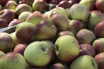 Coxes apple in wooden box on market for sale
