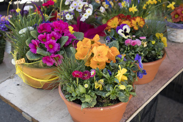 Varied primrose in pots on the counter for sale