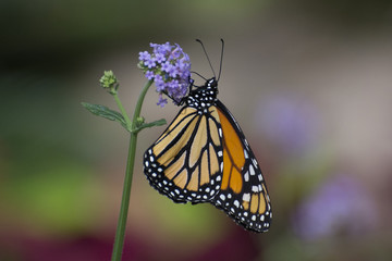 Fototapeta na wymiar Butterfly 2018-19 / Monarch clings to purple flowers