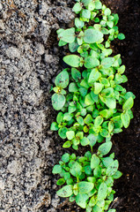 Seeds with spring greens in greenhouse