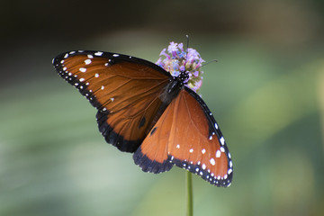 Butterfly 2018-14 / Butterfly on purple flower