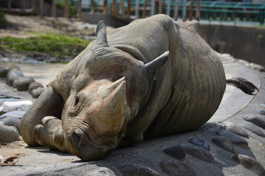 サイ　かみね動物園