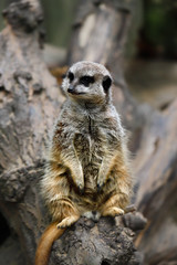 Wild African Meerkat