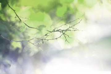 nature shine background