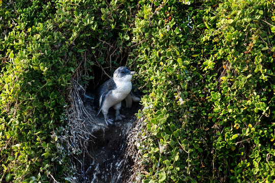 Little penguin enjoying the sun at the entrance of the nest at Phillip island, Victoria, Australia