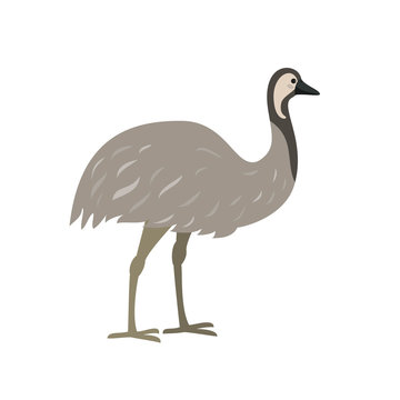 Emu Cartoon Immagini - Sfoglia 2,437 foto, vettoriali e video Stock | Adobe  Stock