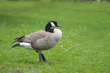 Naklejka na ściany i meble wild goose standing on green grass background