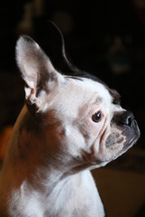 profile of harlequin boston terrier
