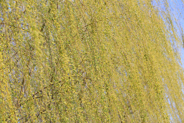 Green willow twigs, close-up shots
