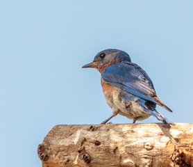 An Eastern Bluebird perched on a branch