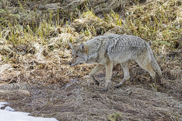 Naklejka na ściany i meble Yellowstone wolf hunting in spring snow meadow