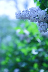 Blooming lilac in the spring garden, flowers with copy space, purple lilac on a blurred background, blank for the designer, green leaves outside the focus in the botanical garden