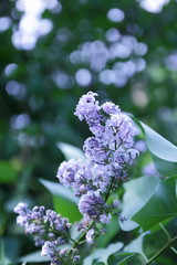 Blooming lilac in the spring garden, flowers with copy space, purple lilac on a blurred background, blank for the designer, green leaves outside the focus in the botanical garden