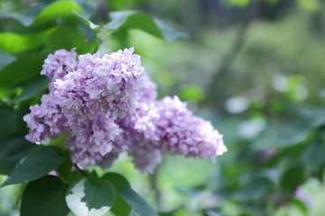 Blooming lilac in the spring garden, flowers with copy space, purple lilac on a blurred background, blank for the designer, green leaves outside the focus in the botanical garden