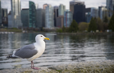 Seagull on the shore Close up view of white birds seagull walking by the beach against sity background. A seagull staring at the camera.