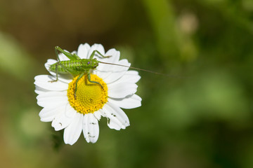 Fototapeta premium green grasshopper on white flower in forest on sunny day