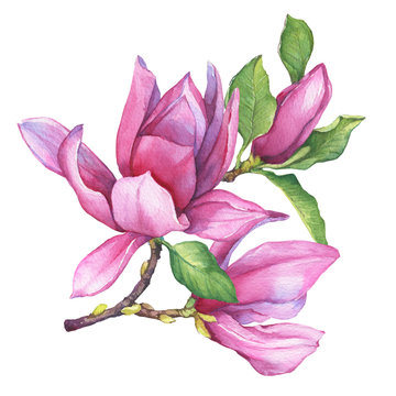 Branch of pink magnolia liliiflora (also called mulan magnolia) with flowers and leaves. Botanical watercolor hand drawn painting illustration, isolated on white background.