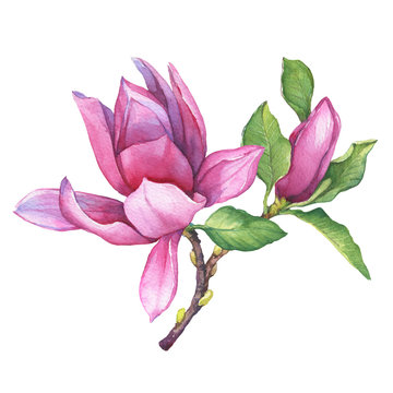 Branch of purple magnolia liliiflora with flowers and leaves. Botanical watercolor hand drawn painting illustration, isolated on white background.