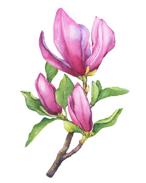 Branch of pink magnolia with flowers and leaves. Botanical watercolor hand drawn painting illustration, isolated on white background.