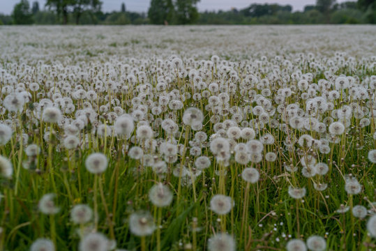 L&ouml;wenzahn Wiese