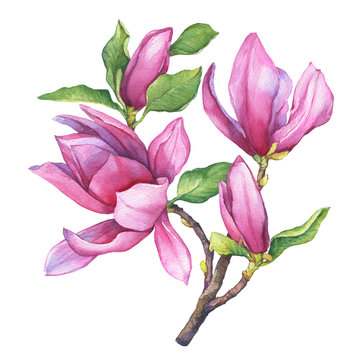 Branch of purple magnolia liliiflora (also called mulan magnolia) with flowers and leaves. Botanical watercolor hand drawn painting illustration, isolated on white background.