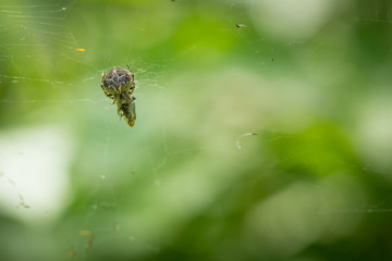 Close up macro of spider on web with green blured background in forest