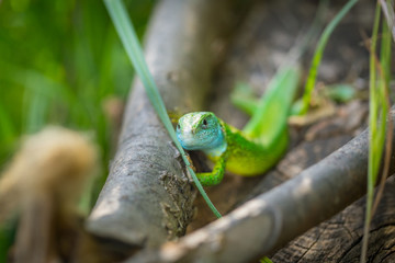 Close up of green lizard on wood surrounded with branches and green grass