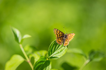 Close up macro of butterfly on green leaf in forest