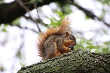 Squirrel with Nut