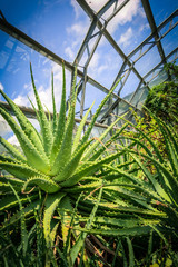 Obraz premium Beautiful, trendy exotic flowers in the greenhouse 