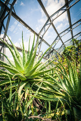 Obraz premium Beautiful exotic plants in the greenhouse. 