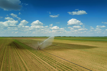 Irrigation equipment watering field. Aerial view. Irrigation of a young plants.