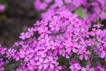 Flowering verbena in the spring garden, pattern with small pink flowers, pink verbena on a blurred background, blank for the designer, botanical garden, postcard on the holiday