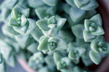 Trendy succulent plant close up or macro shot