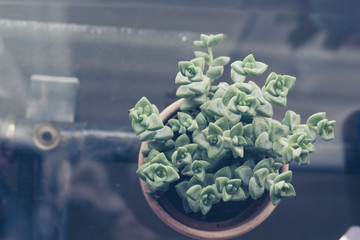 Trendy succulent plant in a pot, shot from above