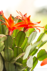Trendy succulent plant in a pot, shot from above