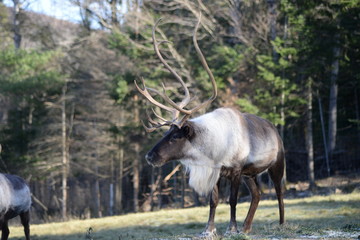 elk in the woods