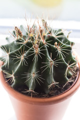 Cactus plant in the flowerpot, close up shot