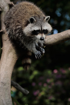 Raccoon on the tree trunk